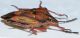 Carpocoris mediterraneus2.JPG