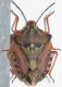 Carpocoris mediterraneus3.JPG