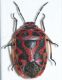 Eurydema ventralis1.JPG