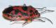 Eurydema ventralis2.JPG