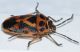 Eurydema ventralis4.JPG