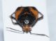 Deraeocoris shach3.JPG