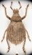 Trachyphloeus sp.jpg