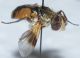 Ectophasia crasipennis3.JPG