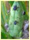 Mononychus punctumalbum su Iris sp. - Anzio 17.6.2019 - (6).JPG