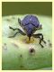 Mononychus punctumalbum su Iris sp. - Anzio 17.6.2019 - (3).JPG