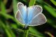 01 Polyommatus dolus.jpg