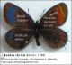 Erebia_christi_M_illustrazione.jpg