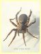 prob. Arctosa sp. - 11 mm. corpo - Anzio 23.4.2021 trappola aceto - (2).JPG