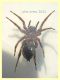 prob. Arctosa sp. - 11 mm. corpo - Anzio 23.4.2021 trappola aceto - (12).JPG