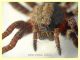 prob. Arctosa sp. - 11 mm. corpo - Anzio 23.4.2021 trappola aceto - (10).JPG