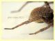 prob. Arctosa sp. - 11 mm. corpo - Anzio 23.4.2021 trappola aceto - (6).JPG