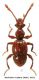 Batrisodes oculatus (Aubé, 1833).jpg