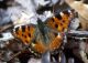 Ninphalis-polychloros-M-Creascia-27-09-1991+G-30.jpg