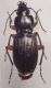 flavofemoratus.JPG