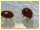 prob. Uropodidae 0,8 mm. su Rhynchophorus ferrugineus - Anzio 10.5.2021 - (11).JPG