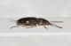 Carabidae M_perone2.JPG