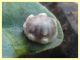 cocciniglia su Laurus 5-6 mm Campo di Carne - 10.5.2021 - (2).JPG