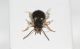 Carabidae M_perone3.JPG