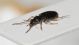 Carabidae M_perone4.JPG