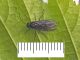 Tenthredinidae - Tomostethus_nigritus (5).jpg
