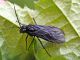 Tenthredinidae - Tomostethus_nigritus (4).jpg