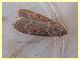 prob. Nomophila sp. Anzio circa 20 mm. - Anzio 10.5.2021 - (1).JPG