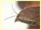 Malthinus serrepunctatus-reflexus circa 5 mm. Campo di Carne - 10.5.2021 - (1).JPG