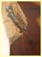Malthinus serrepunctatus-reflexus circa 5 mm. Campo di Carne - 10.5.2021 - (4).JPG