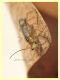 Malthinus serrepunctatus-reflexus circa 5 mm. Campo di Carne - 10.5.2021 - (5).JPG