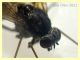 Rhagionidae corpo 7 mm. - Anzio 10.5.2021 - (37).JPG