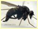Rhagionidae corpo 7 mm. - Anzio 10.5.2021 - (28).JPG