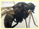 Rhagionidae corpo 7 mm. - Anzio 10.5.2021 - (9).JPG