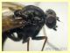 Rhagionidae corpo 7 mm. - Anzio 10.5.2021 - (16).JPG