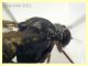 Rhagionidae corpo 7 mm. - Anzio 10.5.2021 - (20).JPG