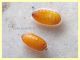 6 - pupa 4 mm. - 1.8.2019 - (27).JPG