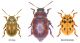 Gonioctena.jpg