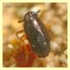 Delphacidae - Anzio 24.4.2011 - (1).JPG