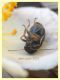 prob. Cryptocephalus renatae - tor caldara - 28.5.2021 - (5).JPG