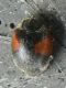 3 Nephus sp. SME Sud 26 V 2021 DSCN0397.JPG