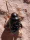 Psylliodes sp. SME Sud 20 V 2021 DSCN0338.JPG