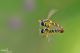 spharophoria scripta78.jpg
