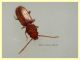 Cryptolestes sp. - 2 mm. - Anzio 2.6.2021 - (4).JPG