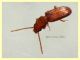 Cryptolestes sp. - 2 mm. - Anzio 2.6.2021 - (3).JPG