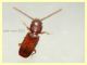 Cryptolestes sp. - 2 mm. - Anzio 2.6.2021 - (5).JPG