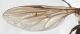 Syrphidae dett vena rad2.JPG
