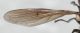 Syrphidae dett vena rad3.JPG