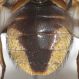 Ectophasia sterniti dett7.JPG
