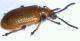 lilioceris tibialis10.jpg