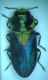 Turchia 2010_Anthaxia sp_Pulumur 002.jpg